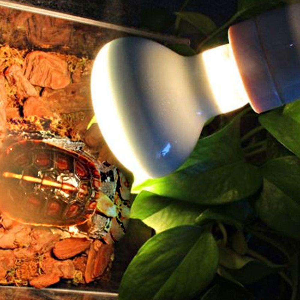 Lizard Heater Temperature Cont - Basking Bulb Halogen 리뷰 및 가격