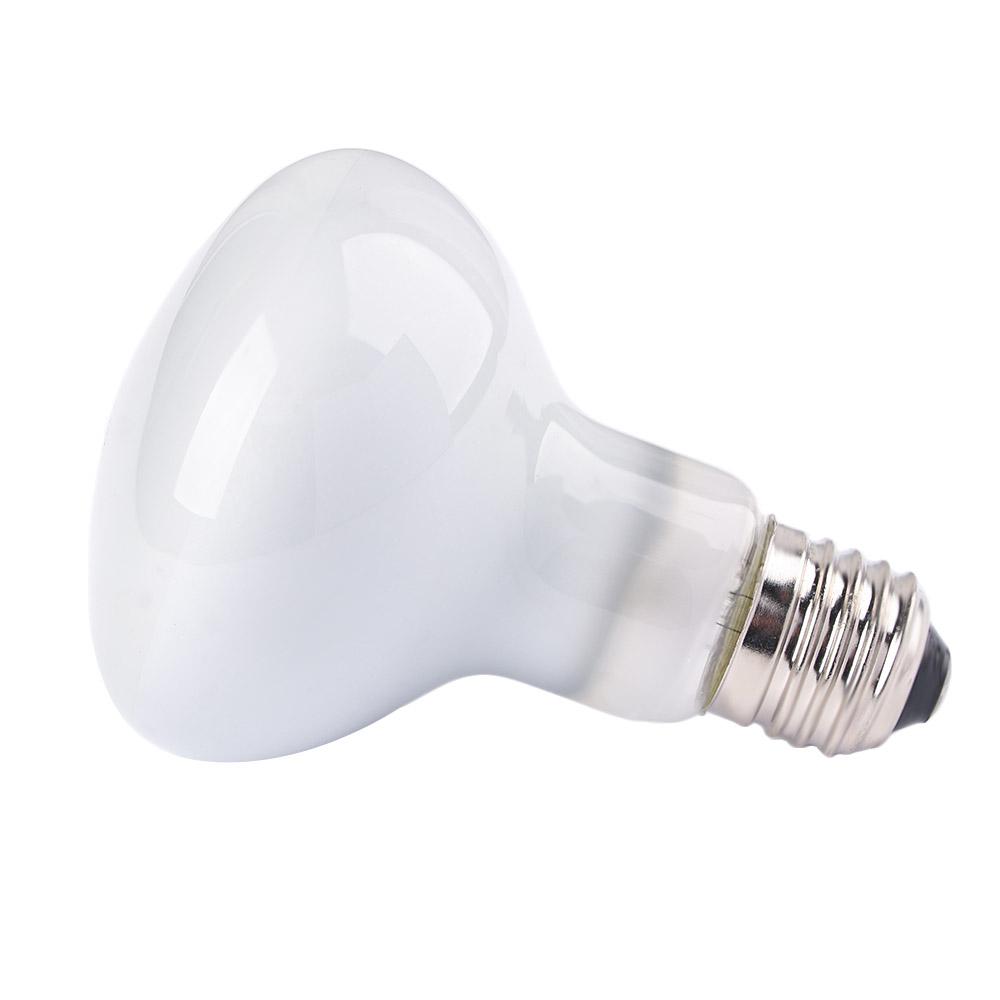 Lizard Temperature Controller  - Basking Bulb Halogen 리뷰 및 가격