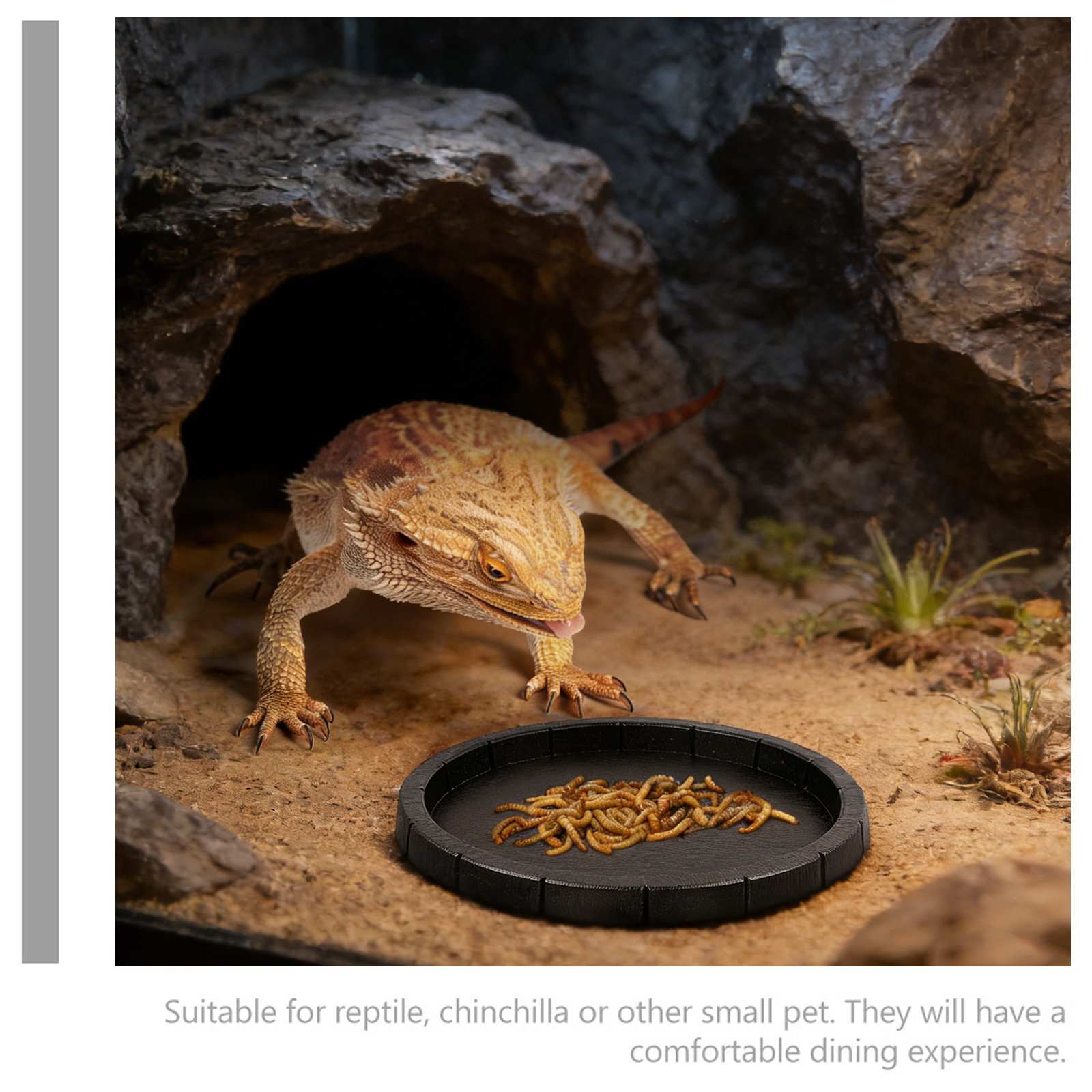 Reptile Feeding Dish Smooth Su - Water Dish Reptile 리뷰 및 가격