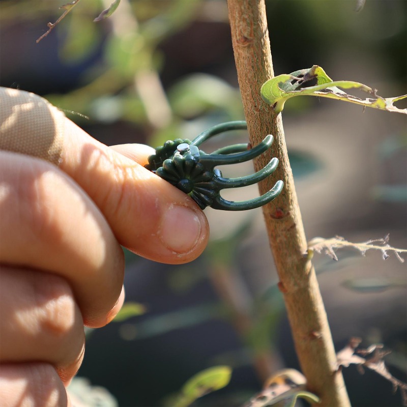 Wholesale Mini Plant Support C - Vine Climbing Plastic 리뷰 및 가격