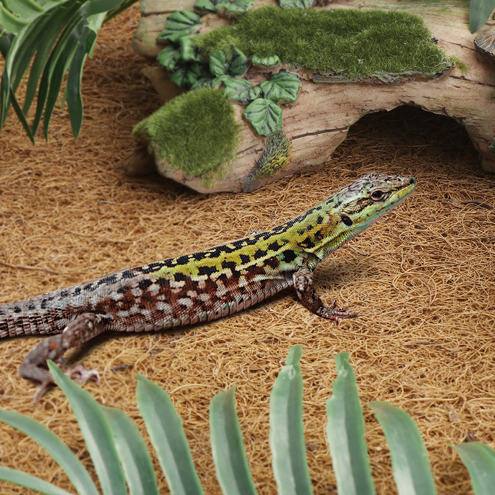 Reptile Terrarium Bedding Subs - Substrate Coconut Fiber 리뷰 및 가격