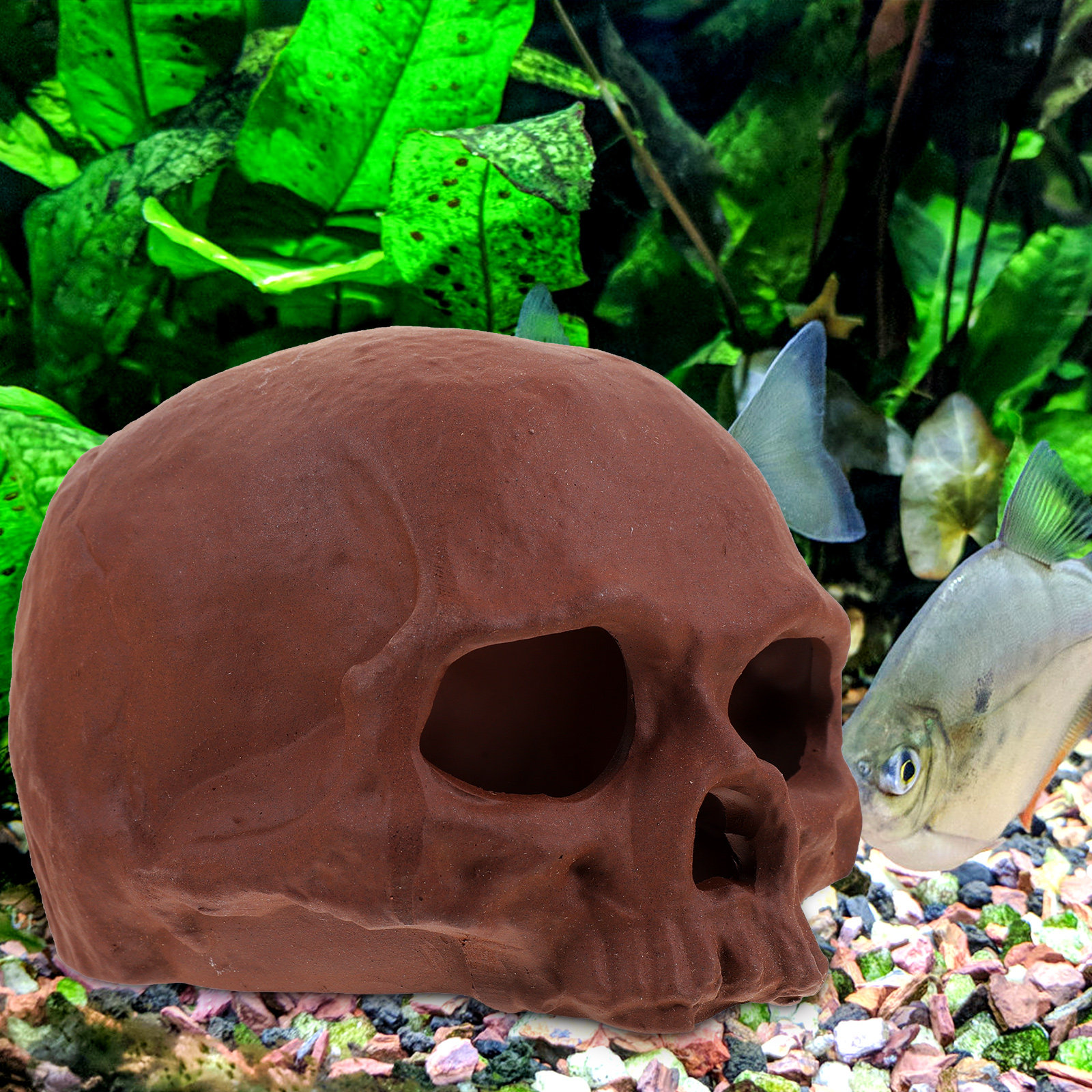 Ceramic Fish Cave Shrimp Hide  - Hide Cave Ceramic 리뷰 및 가격