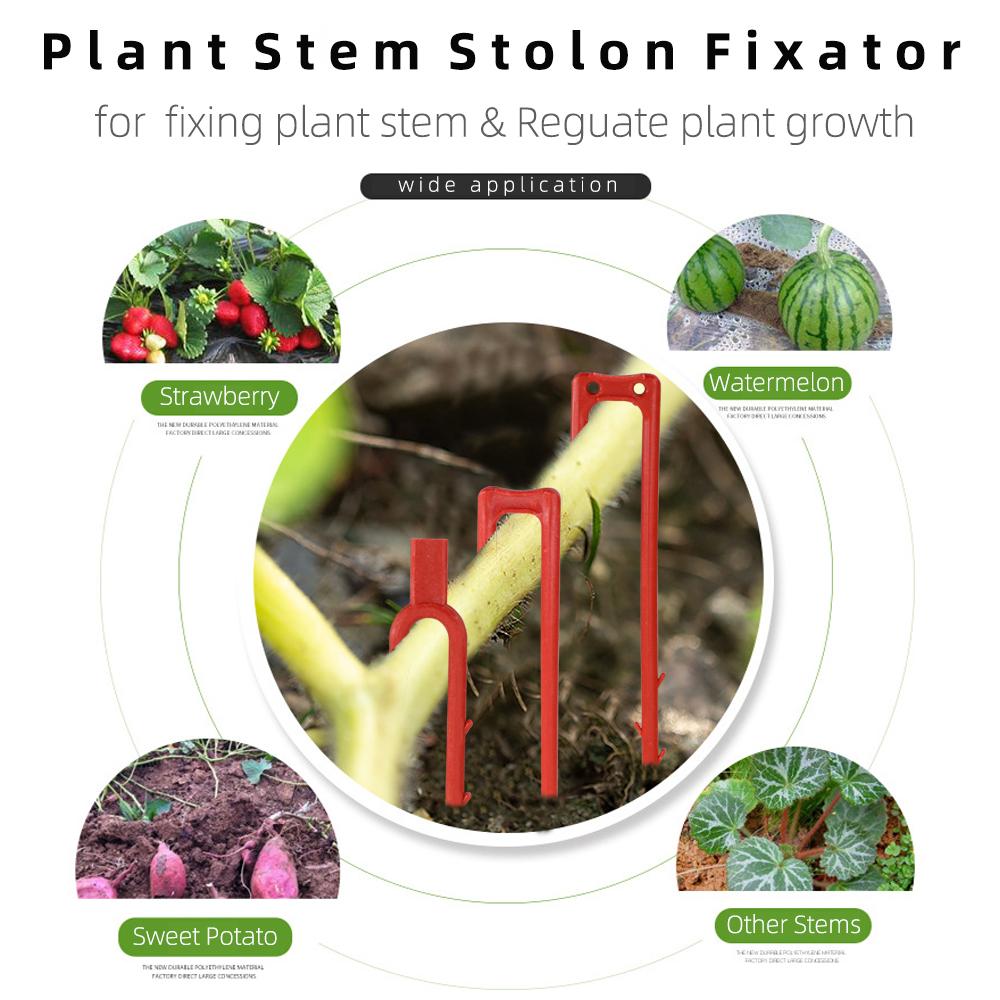 20-50PCS Strawberry Planting F - Vine Climbing Plastic 리뷰 및 가격