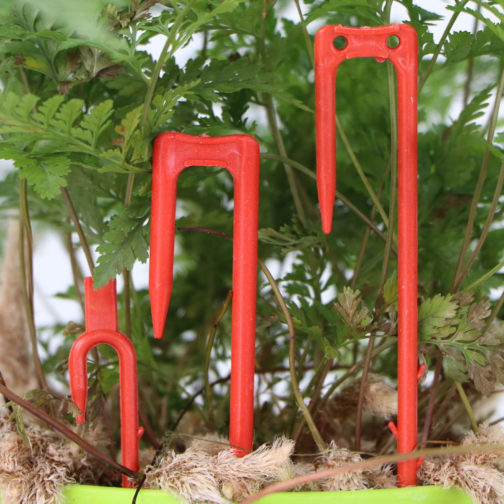 20-50PCS Strawberry Planting F - Vine Climbing Plastic 리뷰 및 가격