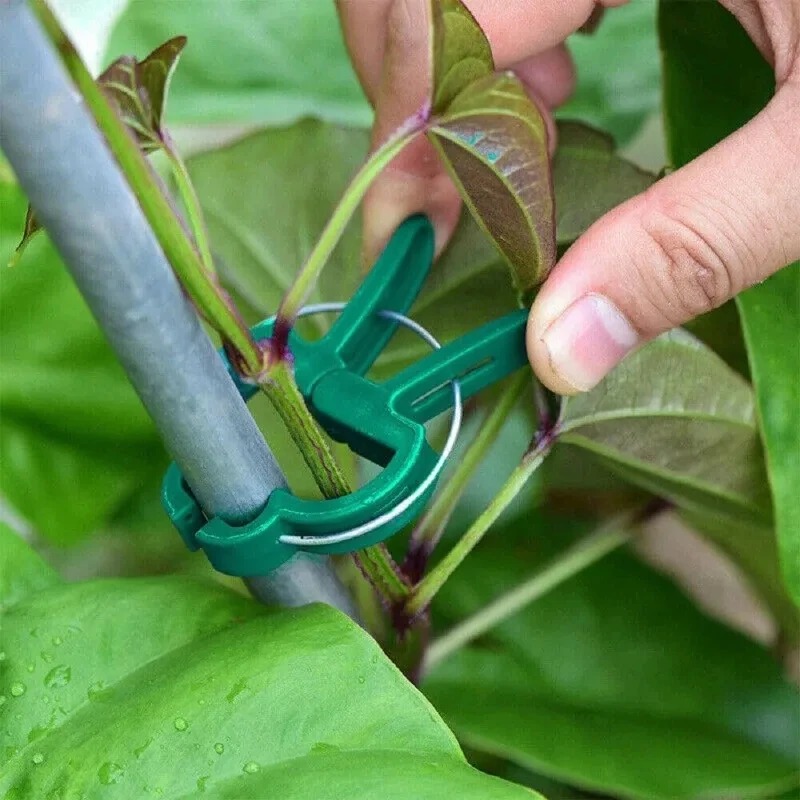 50 Reusable Plant Fixed Clips, - Vine Climbing Plastic 리뷰 및 가격