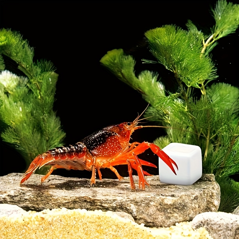 6 Pcs Fish Tank Calcium Block  - Calcium Powder Reptile 리뷰 및 가격
