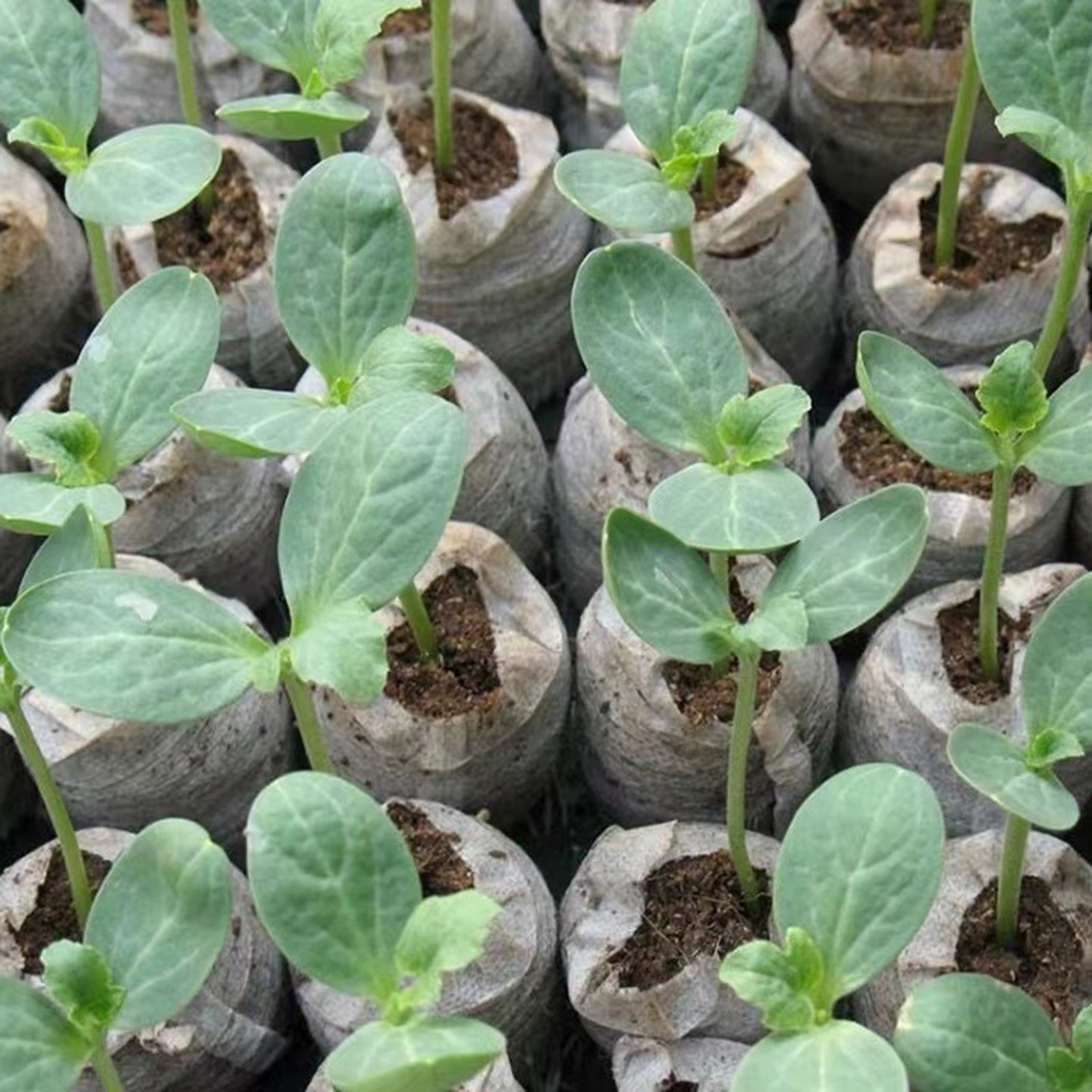 10/20/50pcs Plant Growth Bags  - Substrate Coconut Fiber 리뷰 및 가격