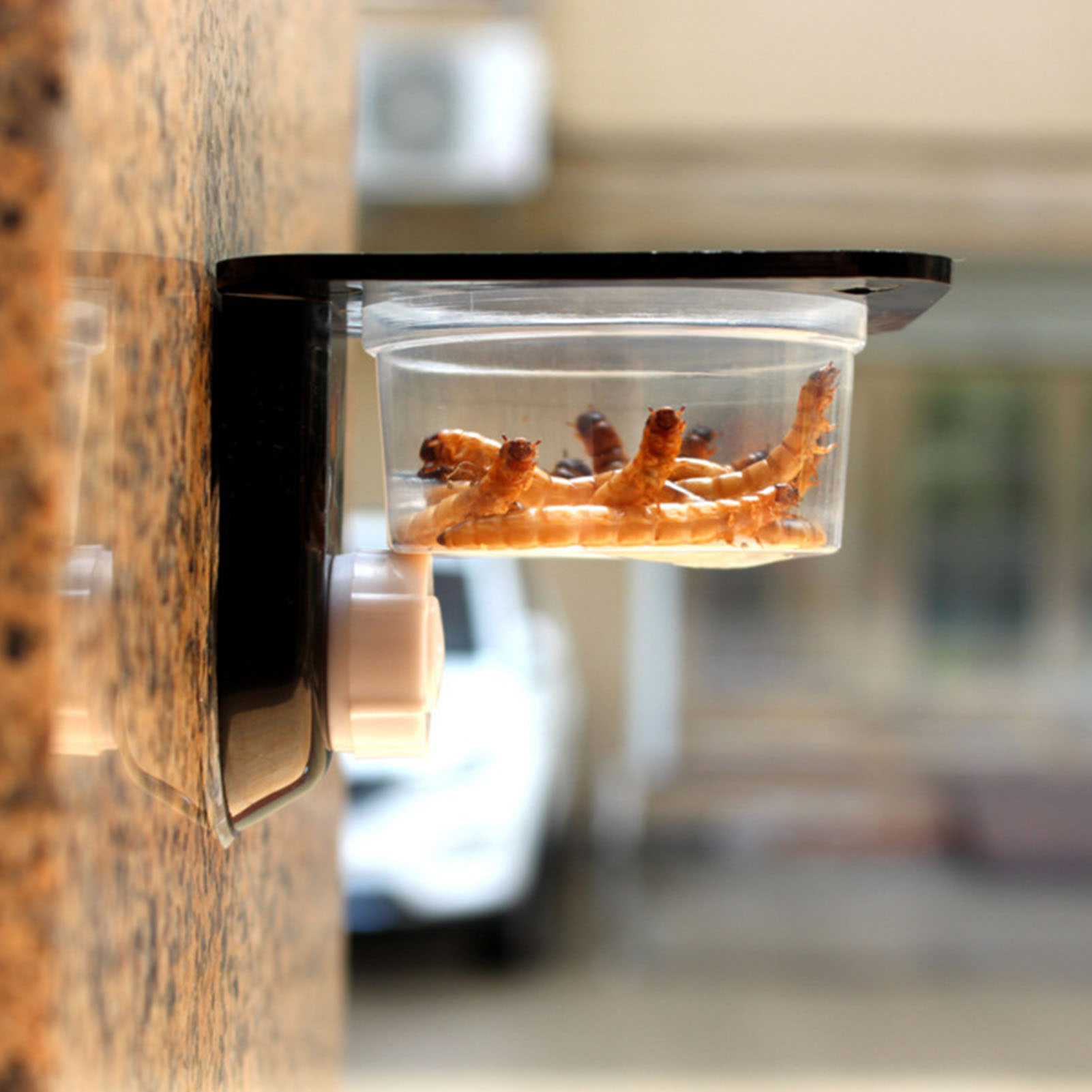 Crested Gecko Feeding Ledge Re - Water Dish Reptile 리뷰 및 가격