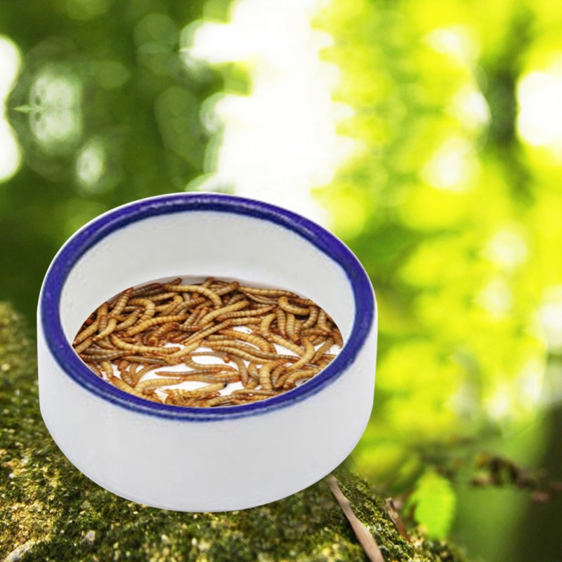 Reptile Bowl Spider Water Dish - Water Dish Reptile 리뷰 및 가격